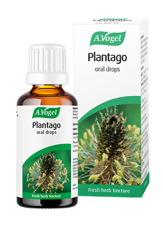 Plantago lanceolata - 50ml Drops